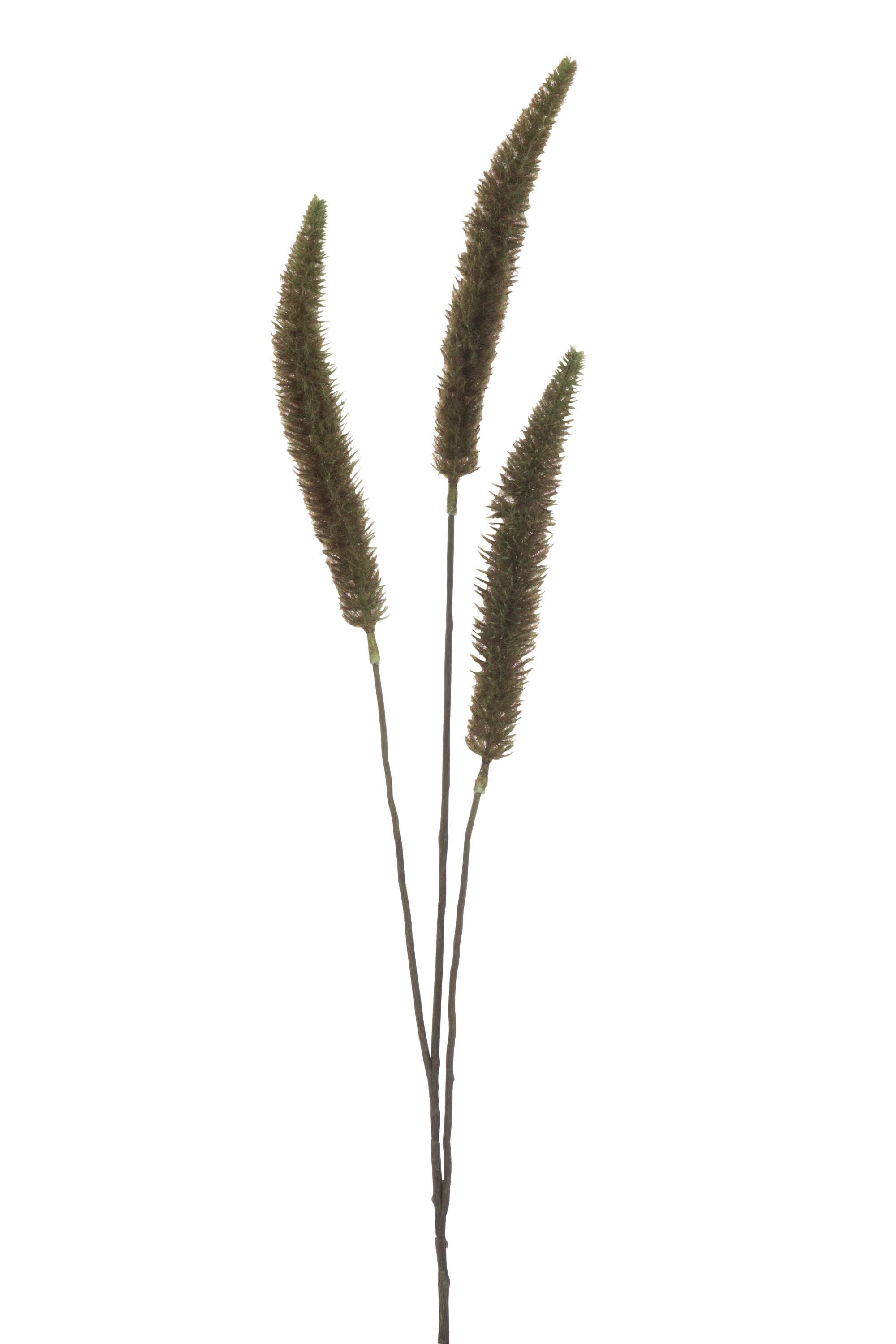 Banksia Branch