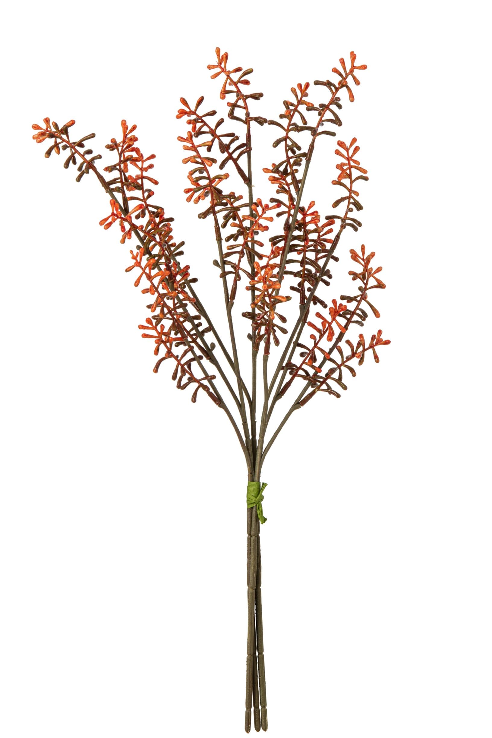 Myrica