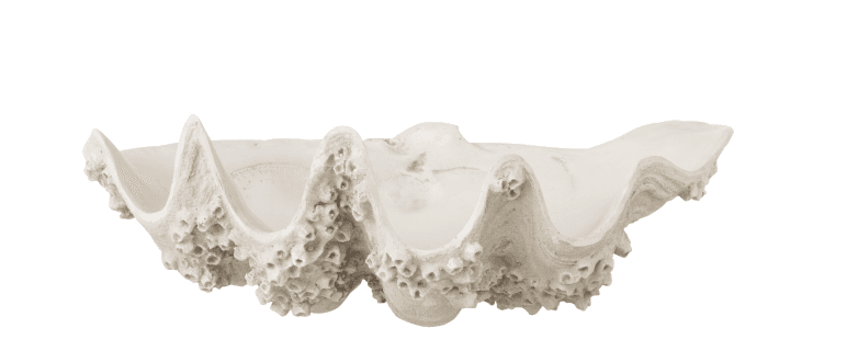 Seashell Bowl